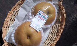梨(家庭用)　1kg　<8月下旬～>　【三重県産】